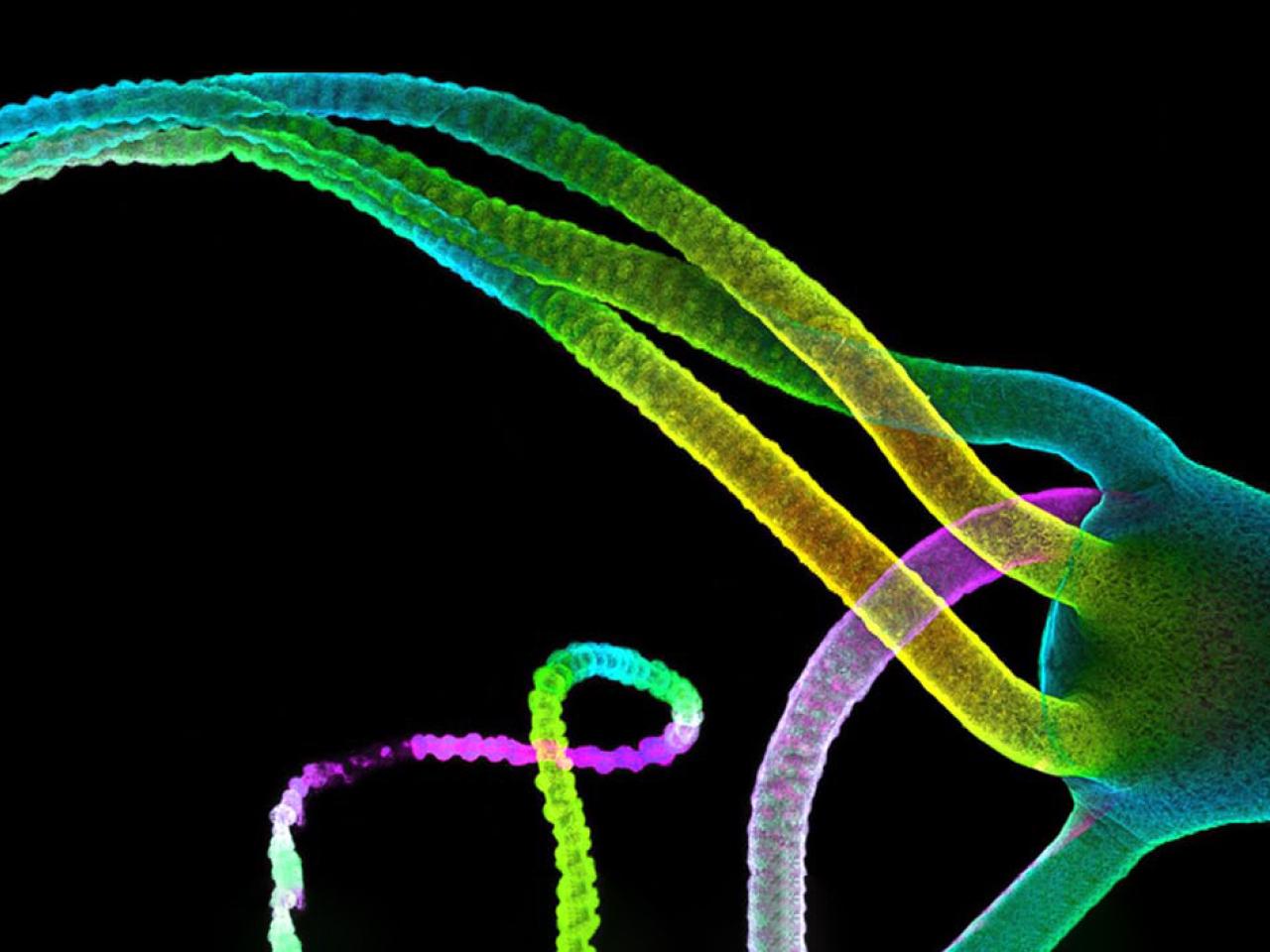 A high-contrast fluorescence microscopy image showing intertwining neural fibers against a black background. The fibers are illuminated in vibrant colors including green, magenta, cyan, and yellow, creating graceful curves and spiral patterns.
