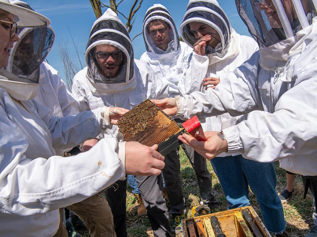 Beekeeping class working with bees at the Waterman Agricultural and Natural Resources Laboratory.
