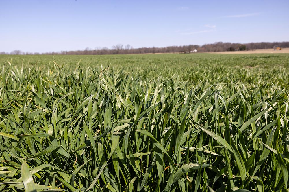 Green cover crop in early spring at the Brandt farm