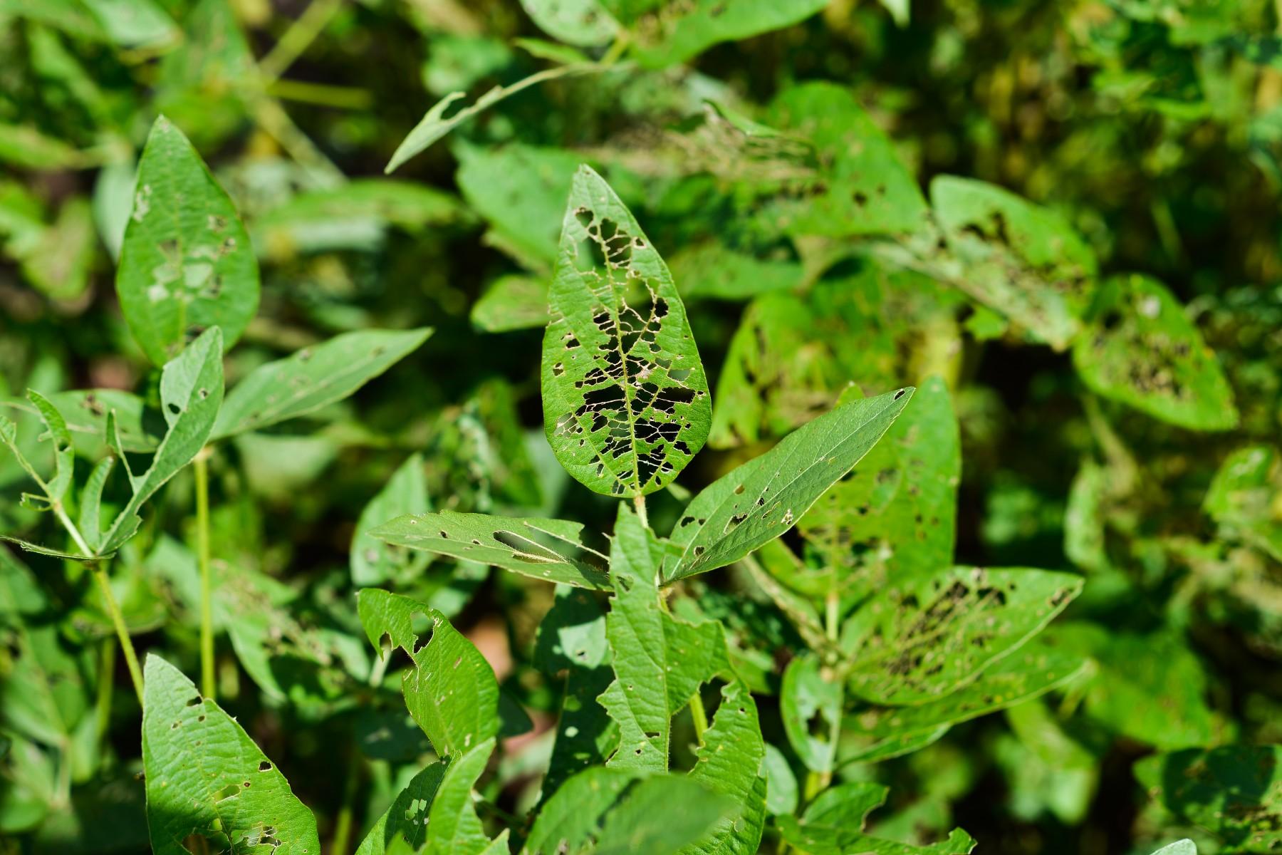 Holes in leaves of soybeans