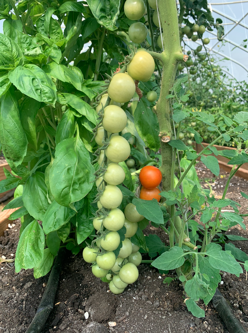 microfarm