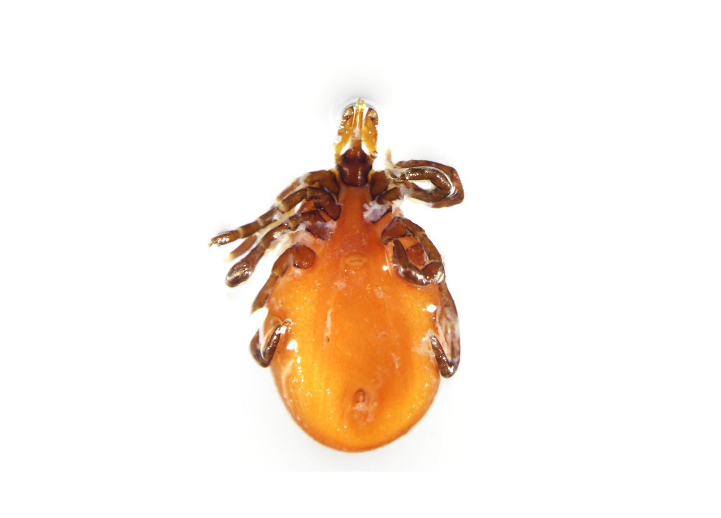 photo of Ixodes scapularis (blacklegged or deer ticks)