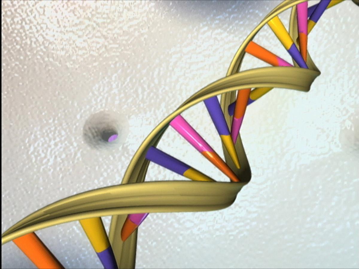 The ability to insert a large segment of DNA into a genome potentially expands gene therapy treatment from cancellation of disease-causing mutations to replacement of an entire gene, scientists say.