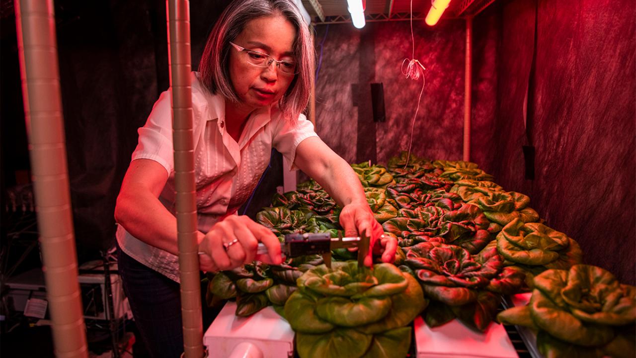Chieri Kubota, lettuce, Department of Horticulture and Crop Science, Ohio Controlled Environment Agriculture Center, College of Food, Agricultural, and Environmental Sciences.